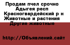 Продам пчел срочно - Адыгея респ., Красногвардейский р-н Животные и растения » Другие животные   